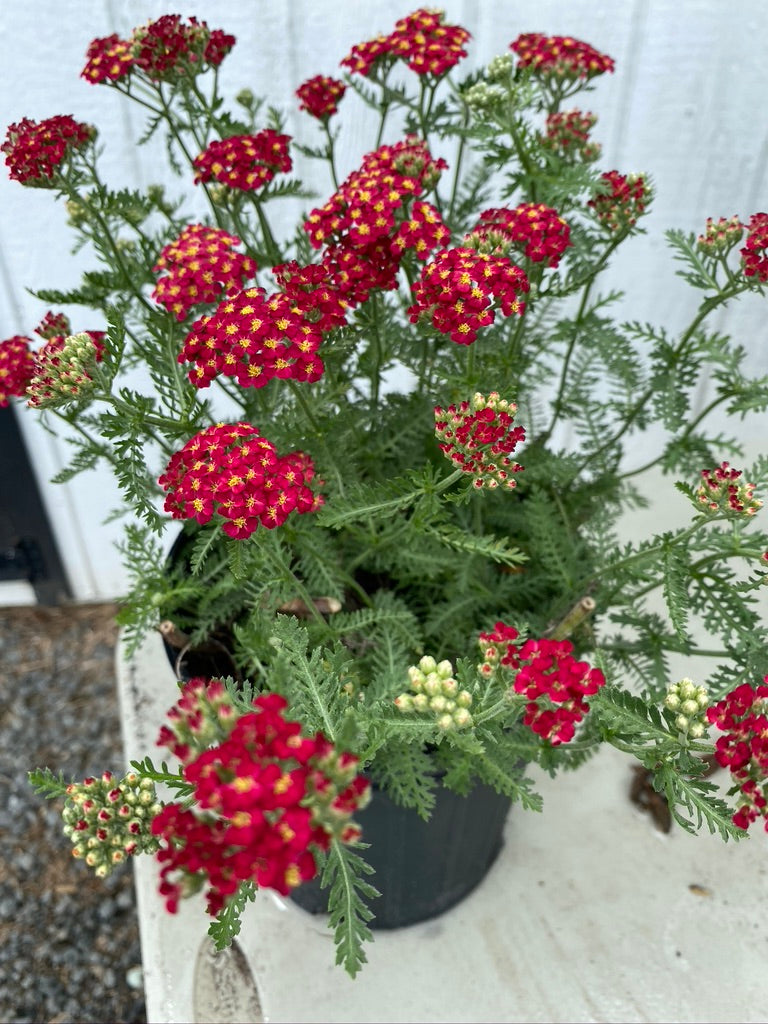 plant achillea in pots ACHILLEA, PAPRIKA (YARROW) – Garden Shack Farm