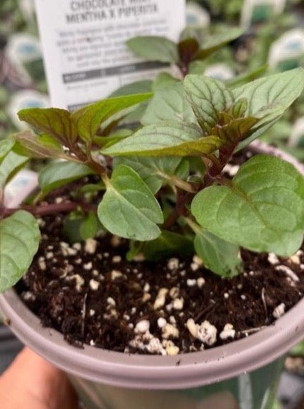 cocoa mint plant MINT, CHOCOLATE – Garden Shack Farm