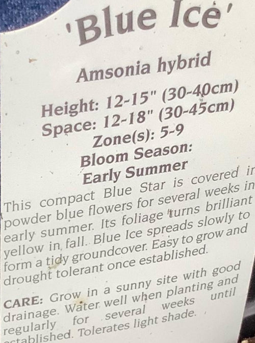 AMSONIA, BLUE ICE (BLUE STAR)