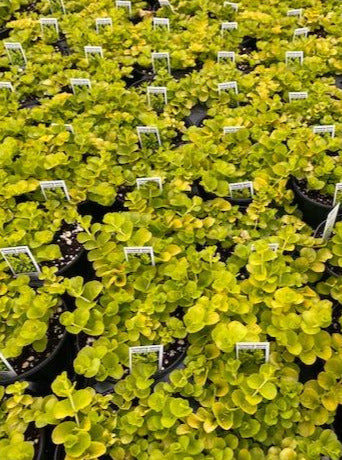 LYSIMACHIA, GOLDILOCKS (CREEPING JENNY) – Garden Shack Farm