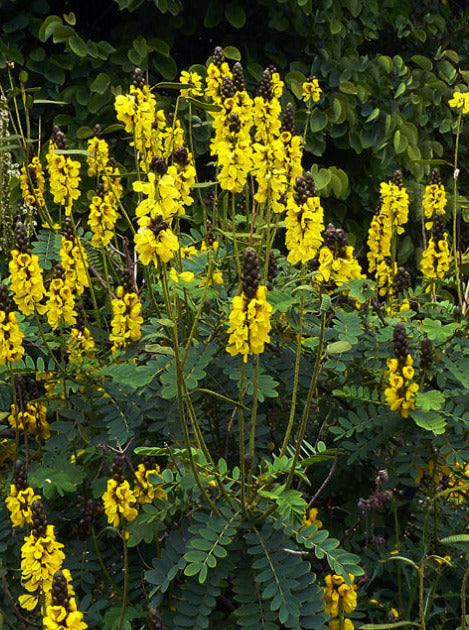 popcorn plant seeds for sale CASSIA DIDYMOBOTRYA, POPCORN PLANT – Garden Shack Farm