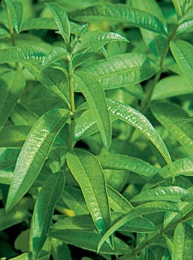 LEMON VERBENA – Garden Shack Farm