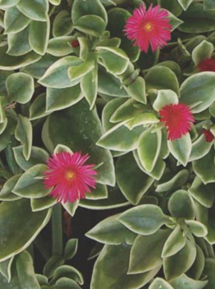 APTENIA, MEZOO TRAILING RED  Garden Shack Farm