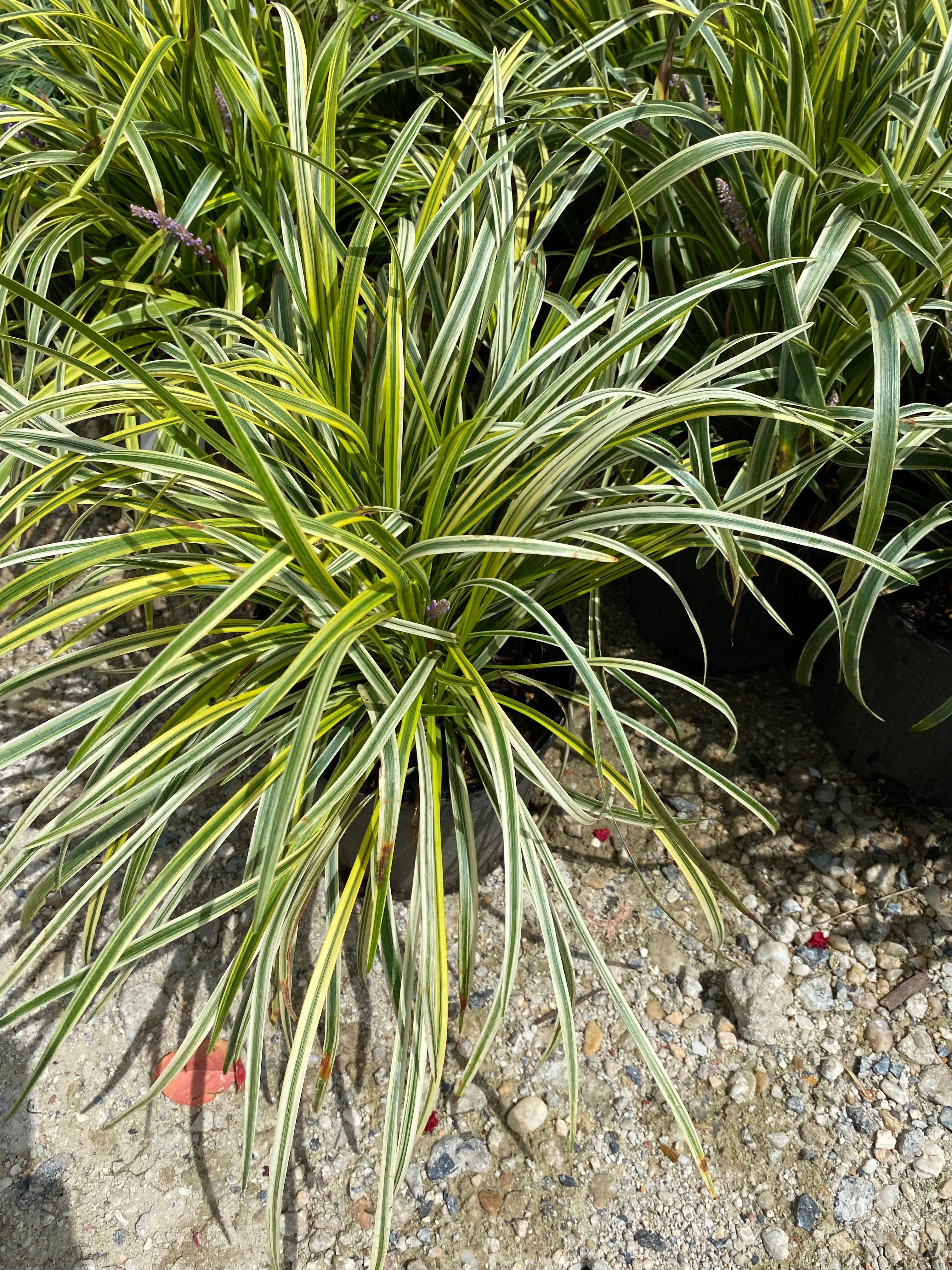 LIRIOPE, VARIEGATA (VARIGATED LILY TURF) – Garden Shack Farm
