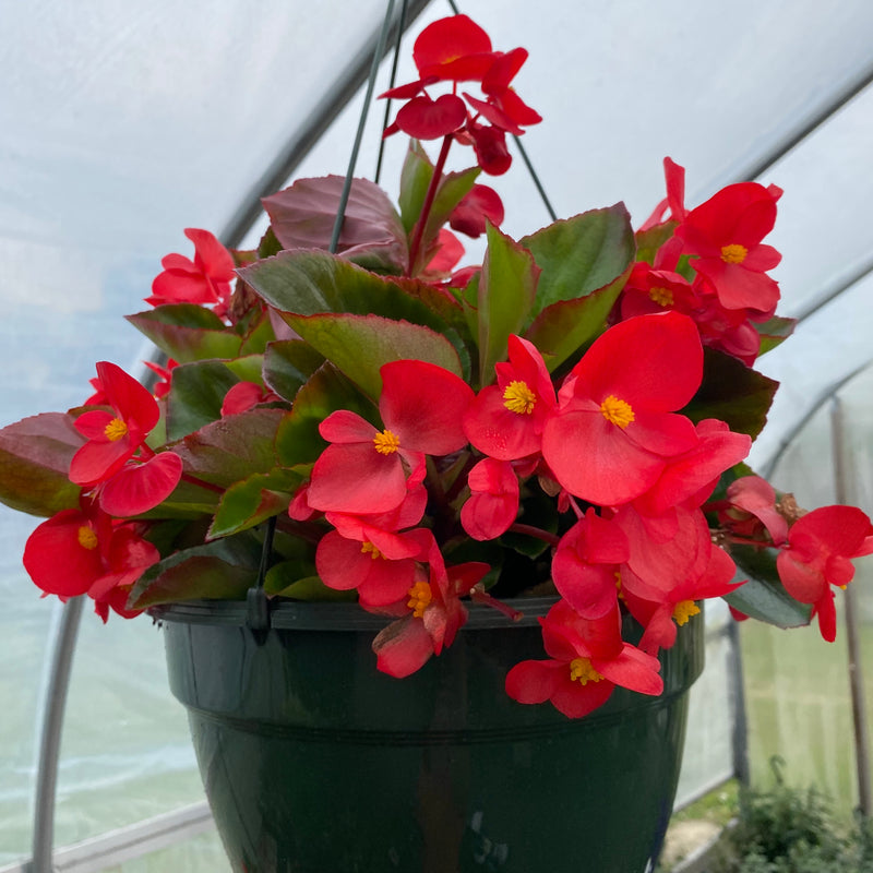 HANGING BASKETS