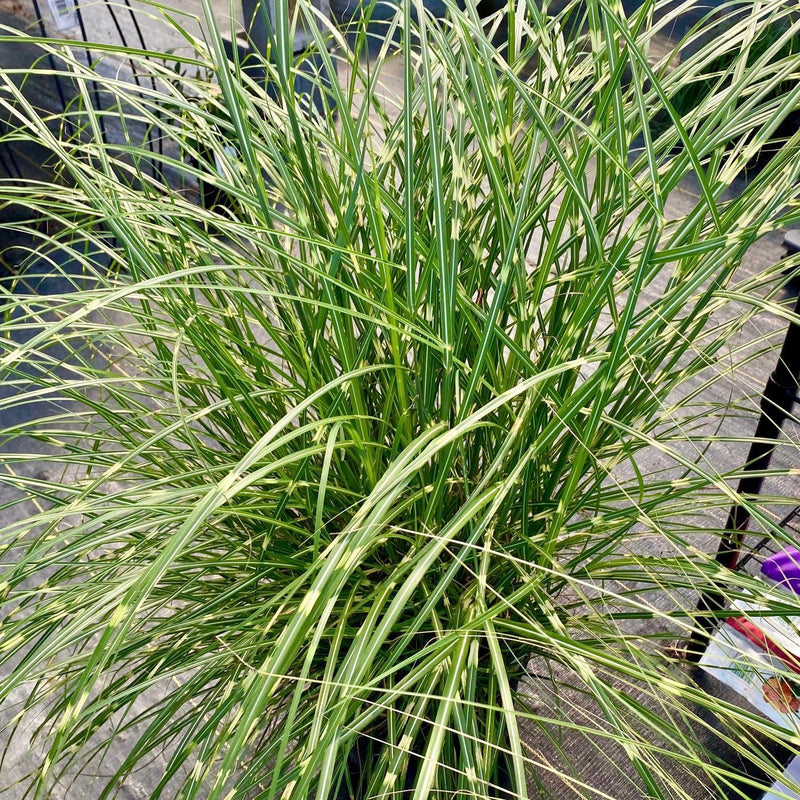 GRASSES