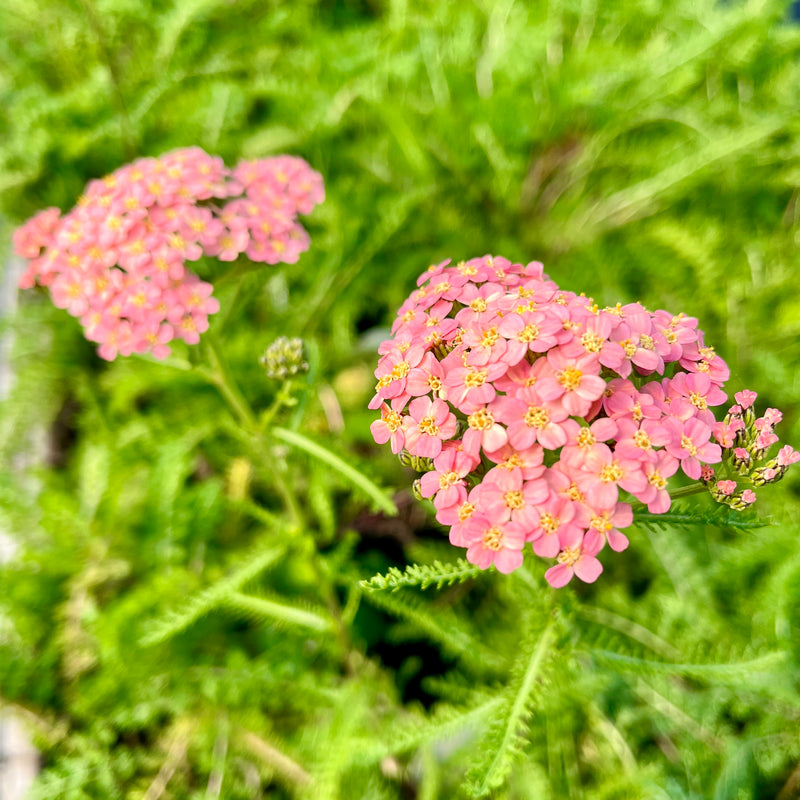 DROUGHT TOLERANT