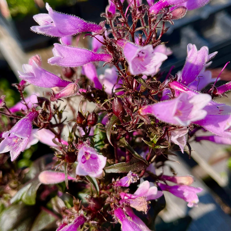 PERENNIALS