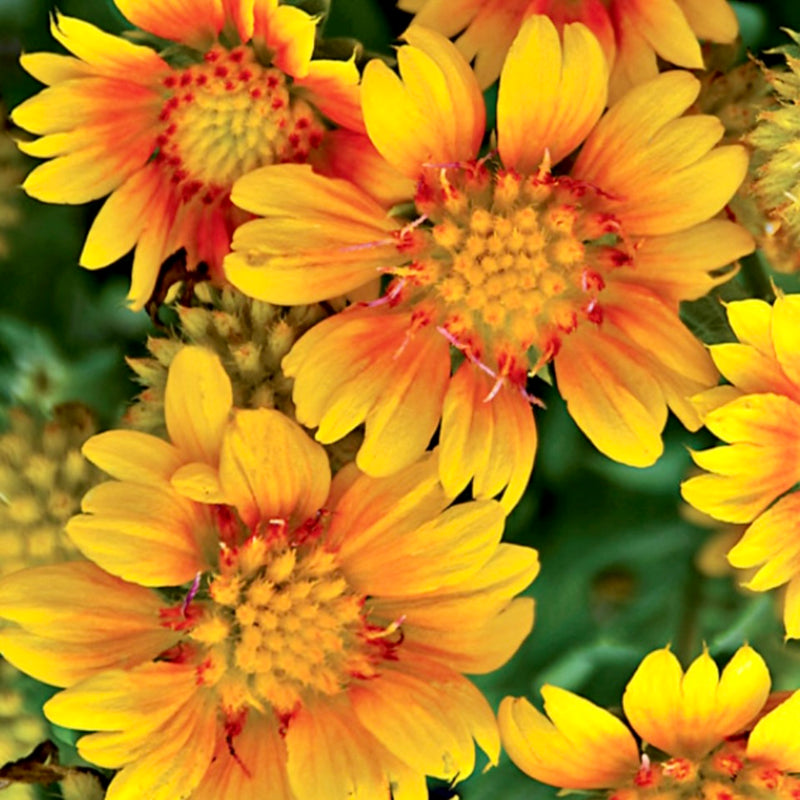 PART SUN PERENNIALS