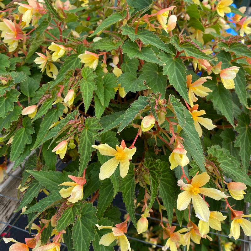 SHADE ANNUALS