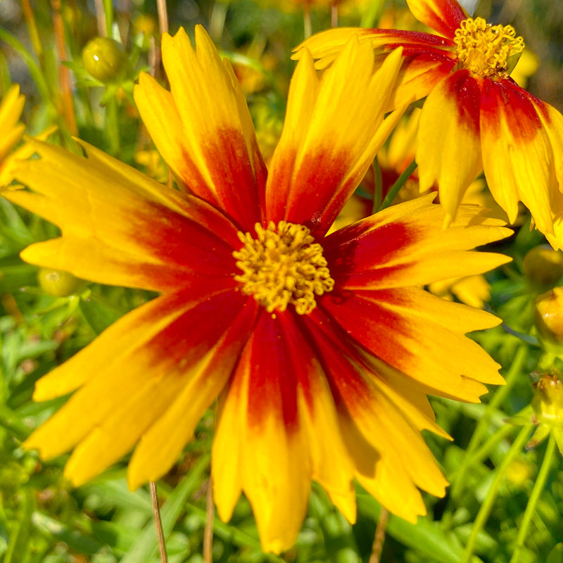 NATIVE TO THE UNITED STATES
