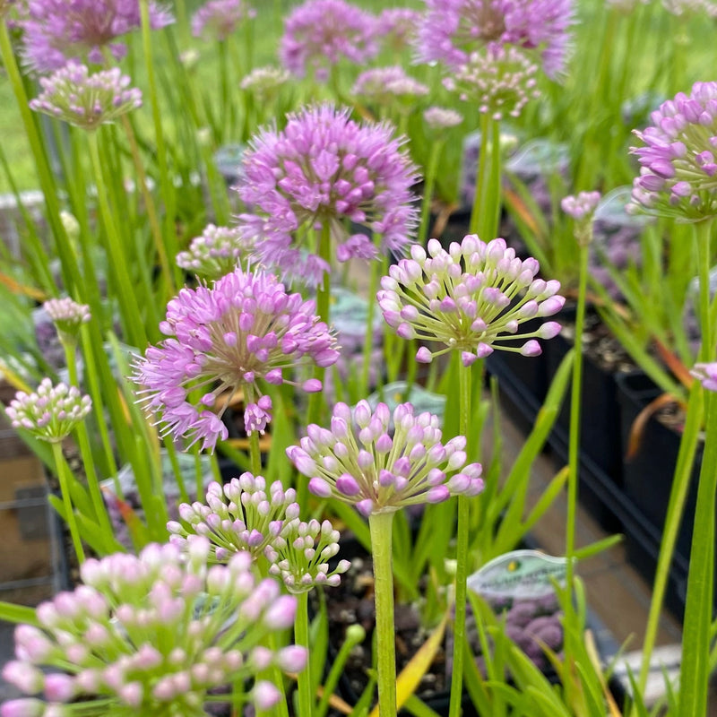 PART SHADE PERENNIALS