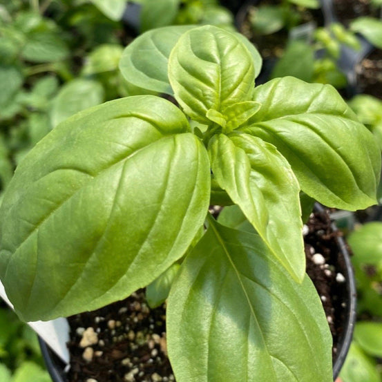 HERB PLANTS