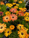 OSTEOSPERMUM, AKILA SUNSET SHADES MIX