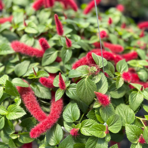 ACALYPHA, PENDULA FIRE TAIL