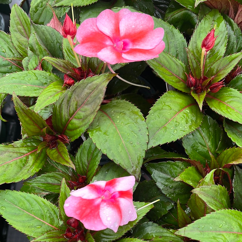 IMPATIENS, N G SUNPATIENS VIGOROUS PEACH CANDY