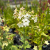 NICOTIANA, PERFUME MIX
