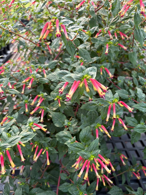 CUPHEA, HUMMINGBIRD'S LUNCH