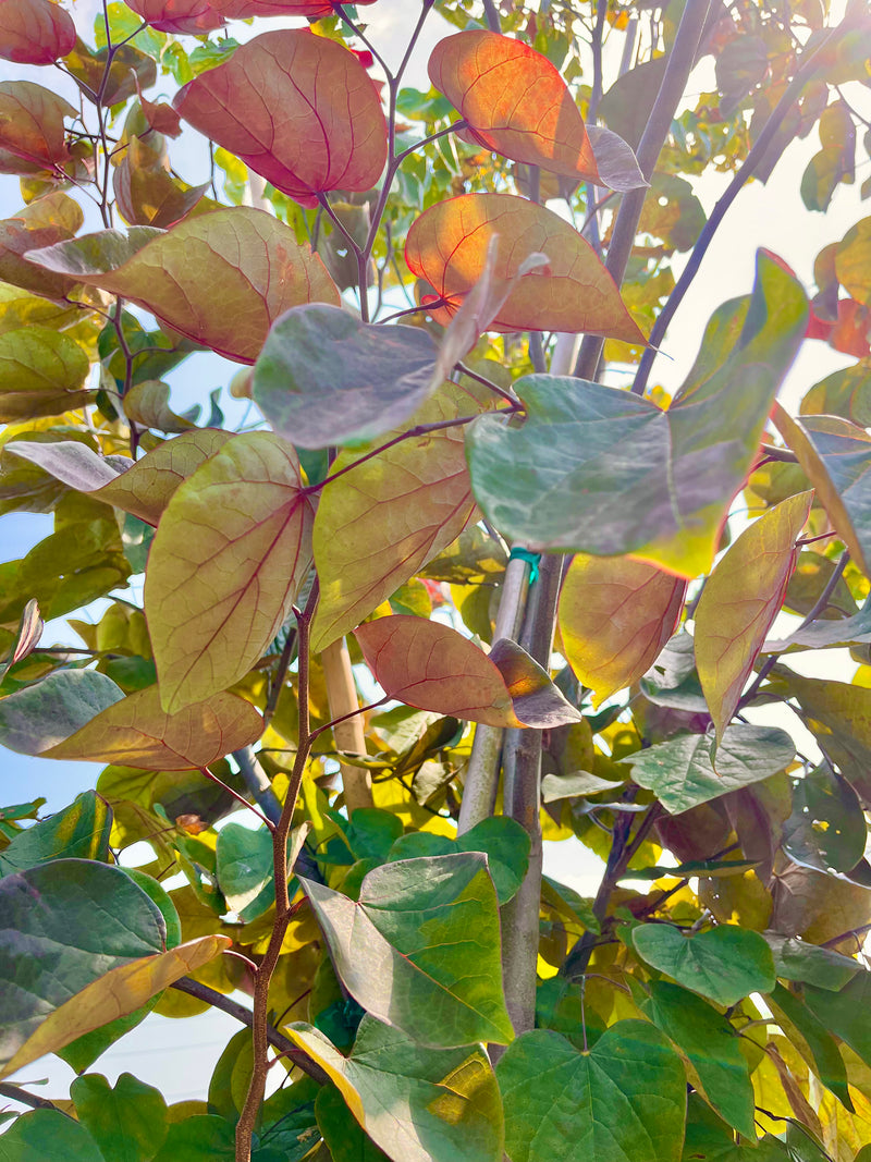 EASTERN REDBUD, FOREST PANSY
