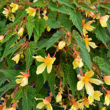 BEGONIA, BEAUVILLA YELLOW