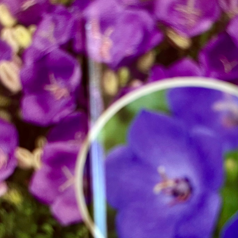 CAMPANULA, RAPIDO BLUE (BELLFLOWER)