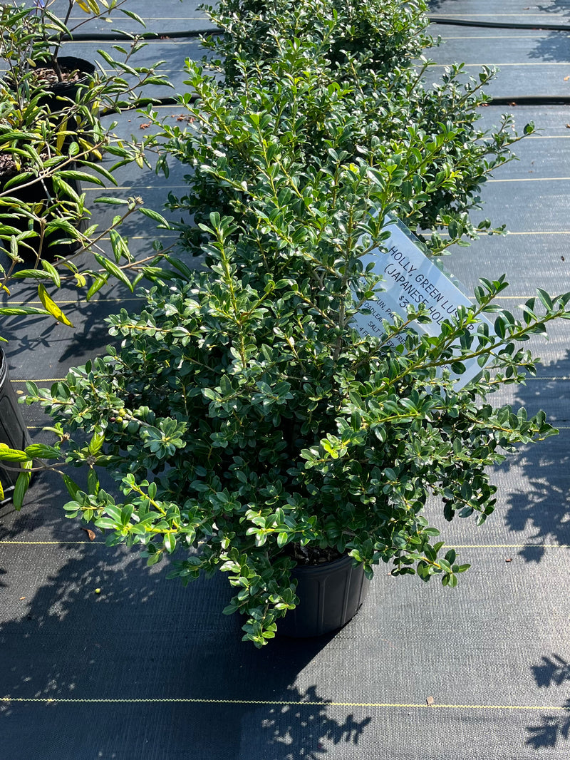 HOLLY, GREEN LUSTER (JAPANESE HOLLY)