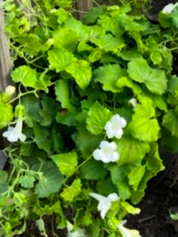LOPHOSPERMUM, LOFOS WHITE
