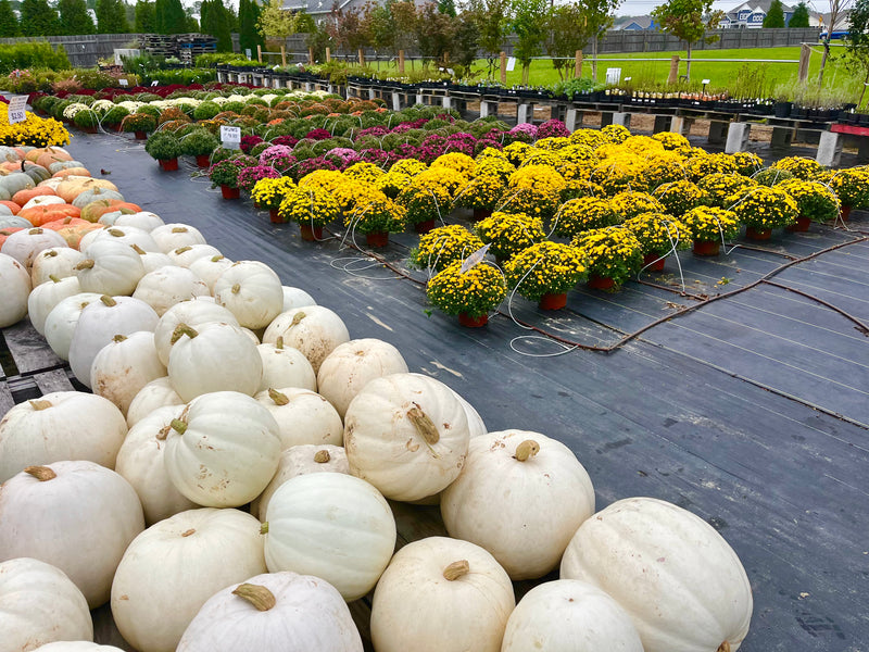 PUMPKIN, WHITE
