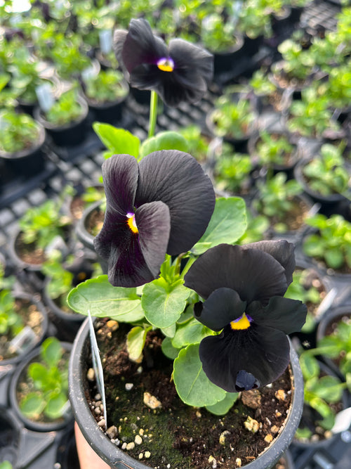 PANSY, ATLAS BLACK