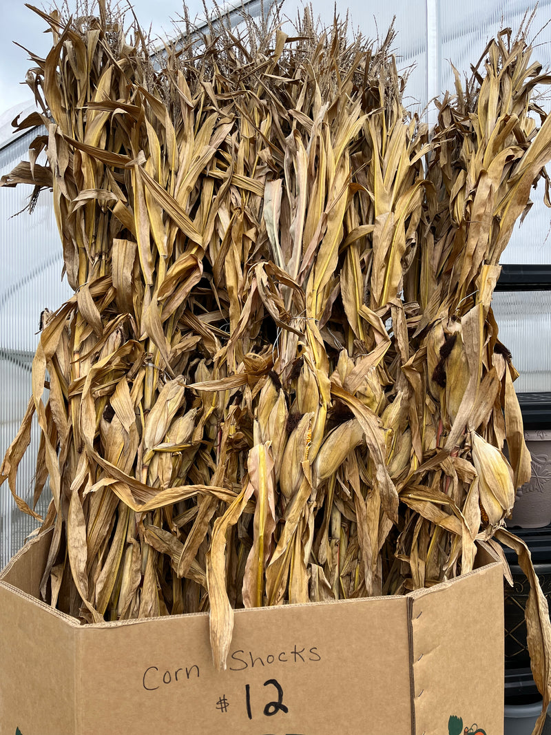 CORN SHOCKS