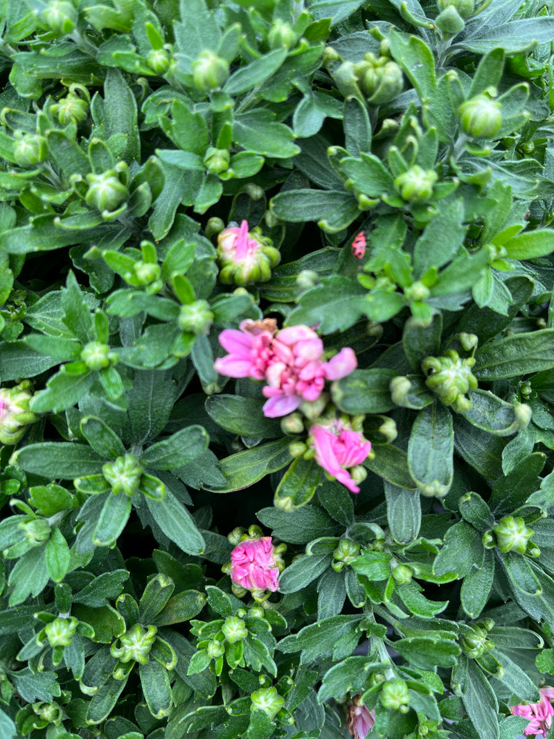 MUM, PINK