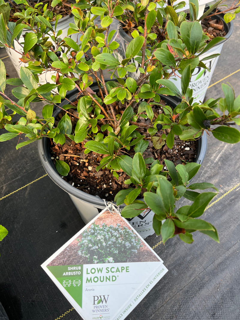 ARONIA, LOW SCAPE MOUND (BLACK CHOKEBERRY)