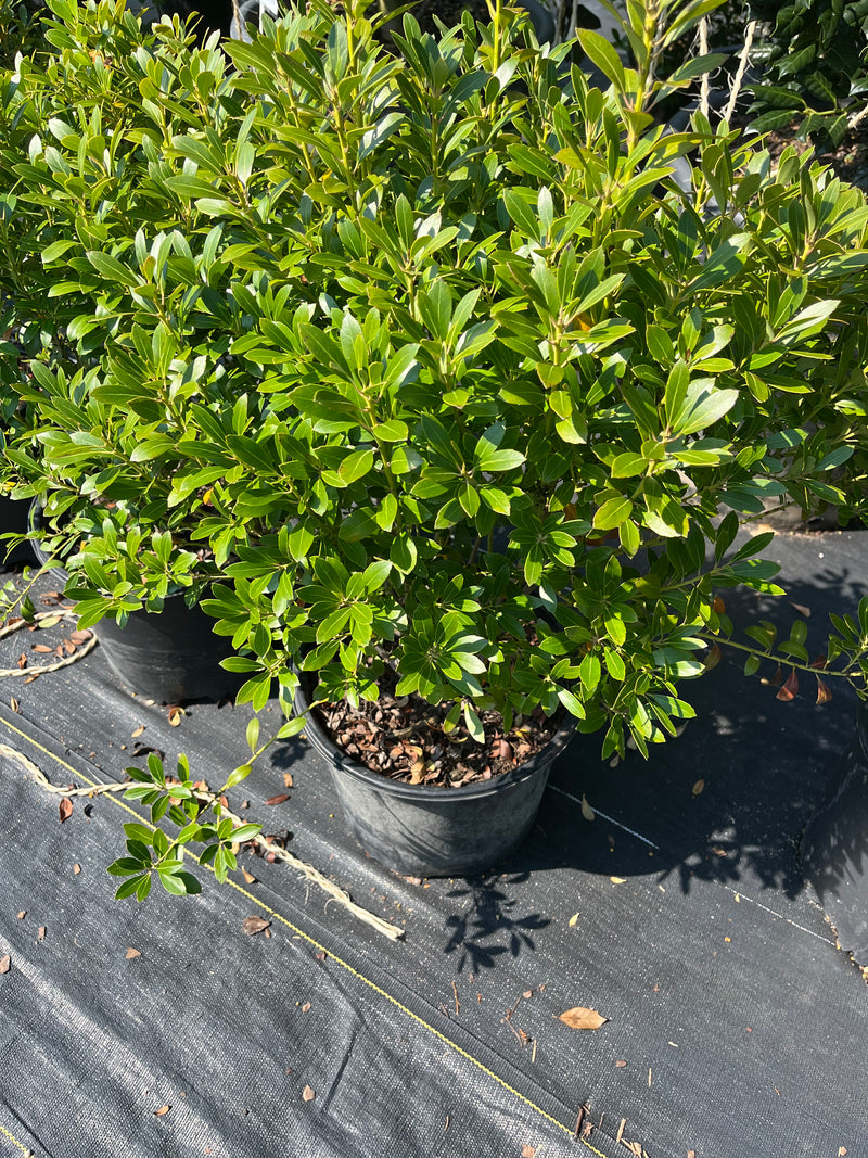 HOLLY, SHAMROCK (INKBERRY)