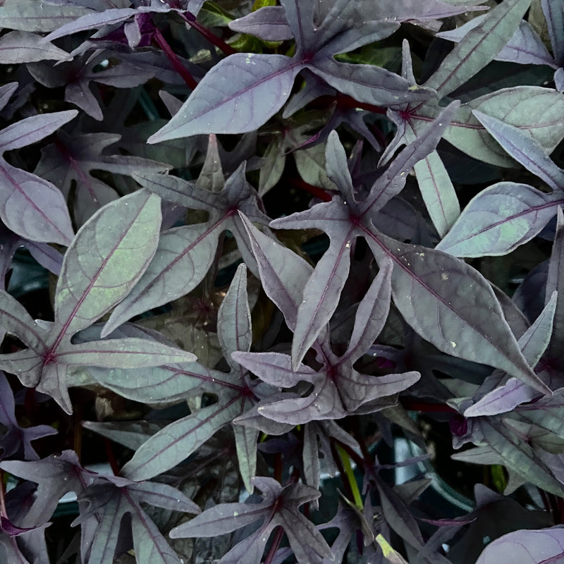 IPOMOEA, SIDEKICK BLACK (SWEET POTATO VINE)