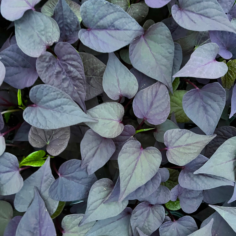 IPOMOEA, ACE OF SPADES (SWEET POTATO VINE)