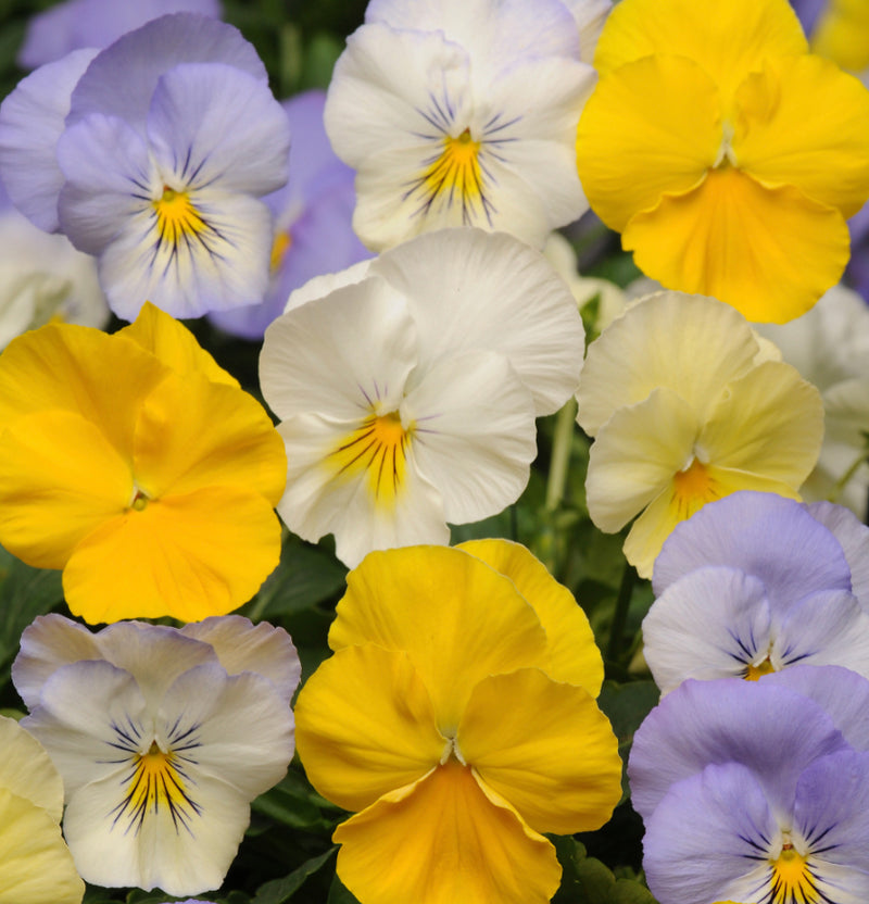 PANSY, COOL WAVE PASTEL MIX
