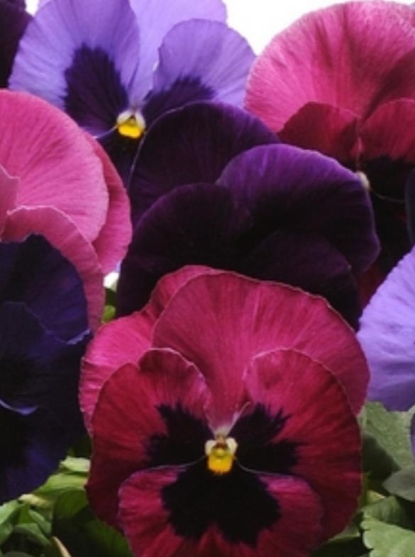 PANSY, MATRIX AMETHYST MIX
