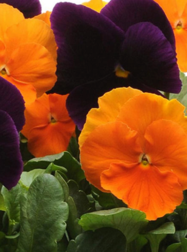 PANSY, MATRIX HALLOWEEN MIX