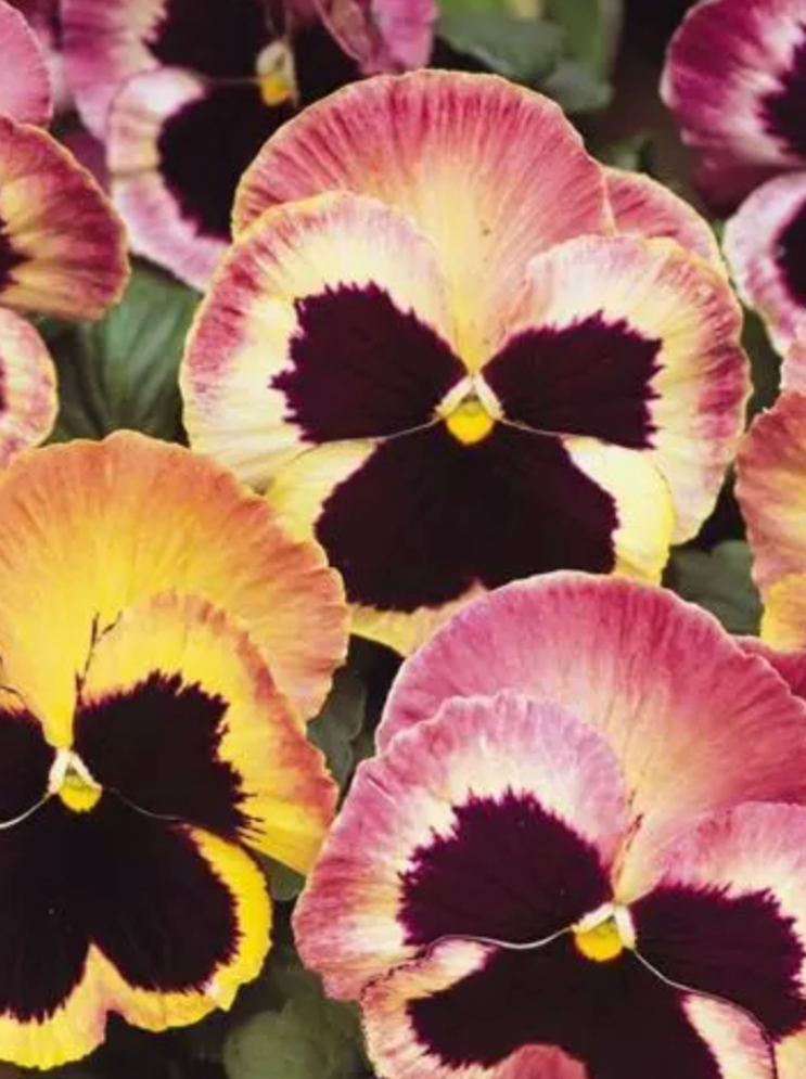 PANSY, MATRIX SUNRISE