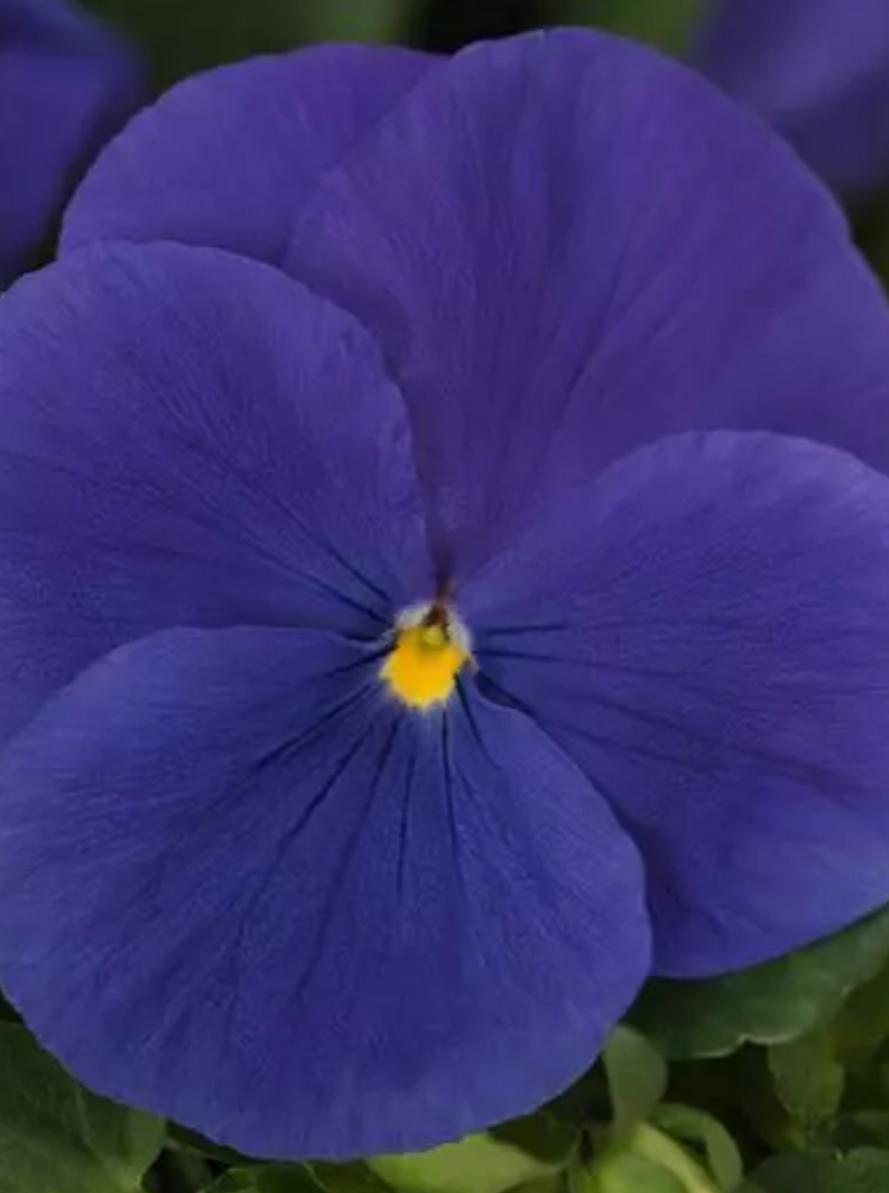 PANSY, MATRIX TRUE BLUE