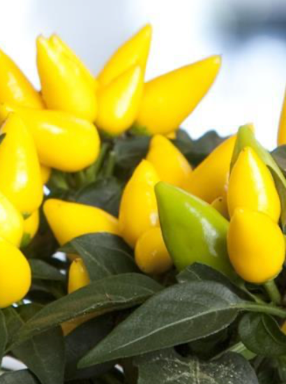ORNAMENTAL PEPPER, SALSA YELLOW