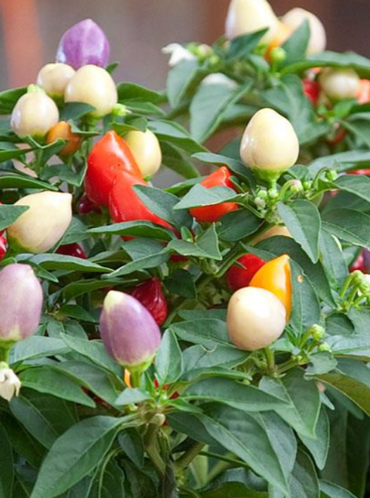 ORNAMENTAL PEPPER, HARLEQUIN
