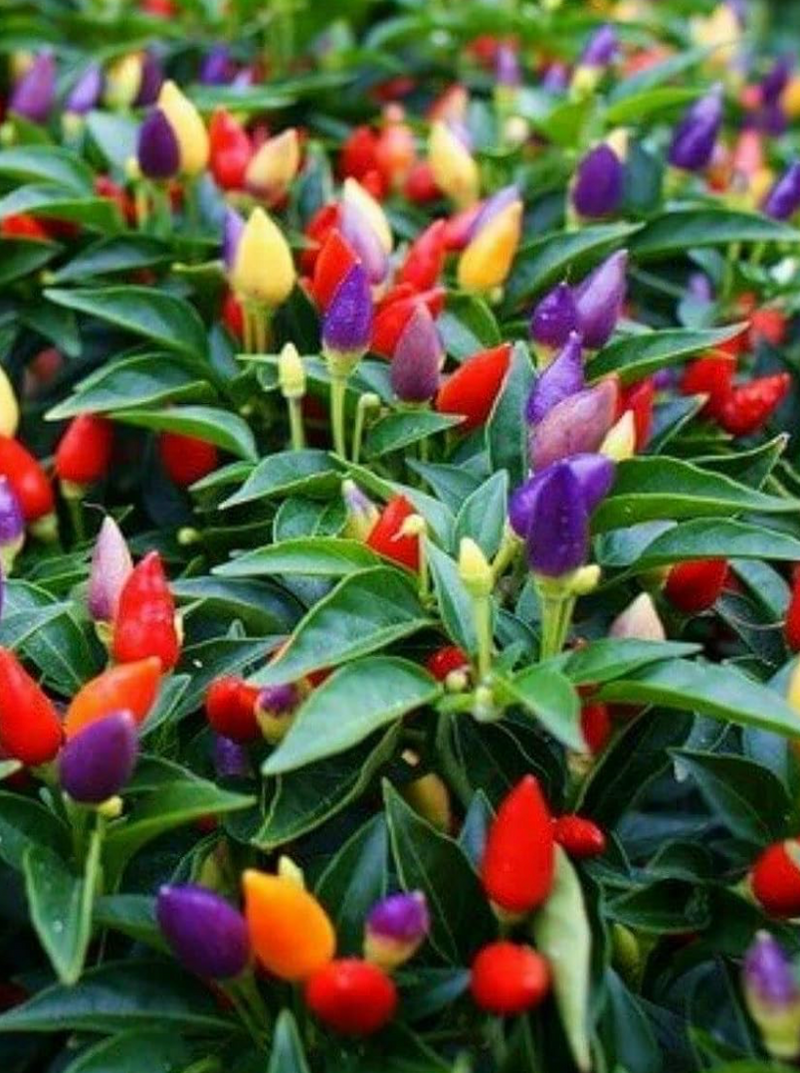 ORNAMENTAL PEPPER, MASQUERADE