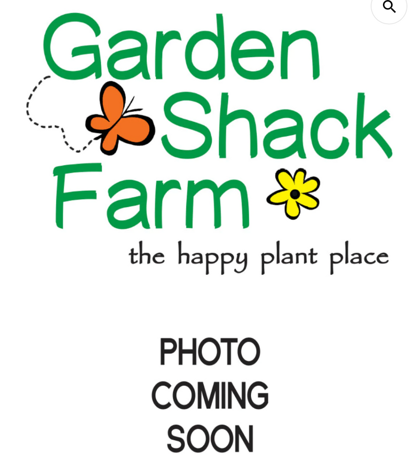 RUDBECKIA, AMERICAN GOLD RUSH (BLACK-EYED SUSAN)
