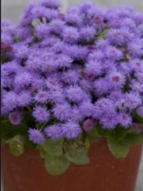 AGERATUM, ALOHA BLUE (FLOSS FLOWER)