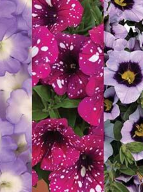 COMBINATION CG, SPARKLE MAGENTA