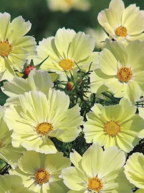 COSMOS, XANTHOS