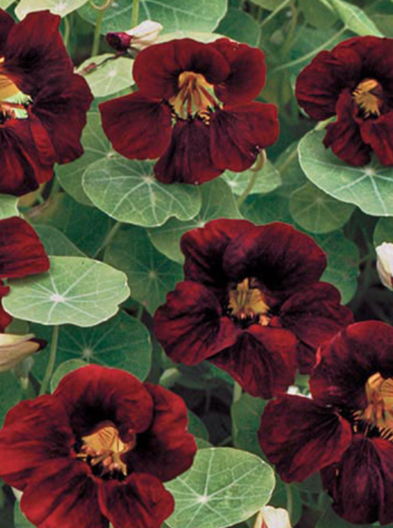 NASTURTIUM, BLACK VELVET