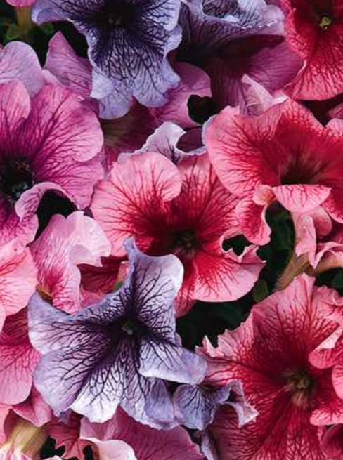 PETUNIA, DADDY MIX