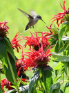 GARDEN SHACK PERENNIAL HUMMINGBIRD PACK (FOR SUN)